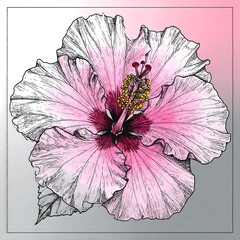 Detailed, delicate illustration of a vibrant pink hibiscus flower, in grayscale and pink tones