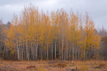 Fototapeta premium A Forest of Shedding Birch Trees