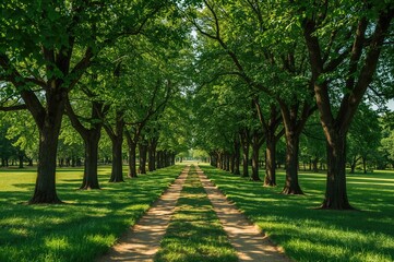 Naklejka premium A peaceful trail bordered by towering trees offers a calm and welcoming vibe in a verdant park.