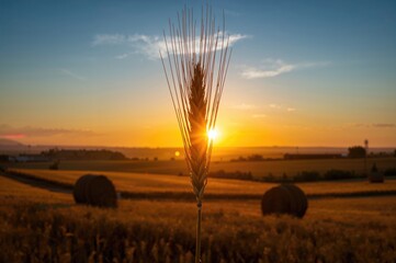 A mature wheat stalk glowing under a vivid sunset. Grain harvesting process. Financial downturn, trade restrictions, and commerce. Risk of starvation.