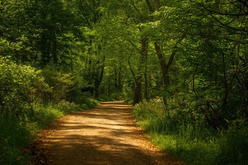 Fototapeta premium A scenic jogging path through a dense woodland of vibrant foliage