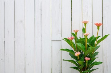 Obraz premium A white wooden fence accompanied by a green leafy plant