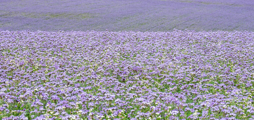 Obraz premium field of purple tansy or fiddleneck in wiltshire blooms beautifully purple