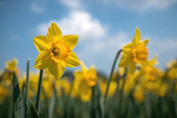 Fototapeta premium A close-up view of a solitary yellow daffodil among a sea of blooming flowers
