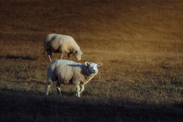 Sheep in landscape