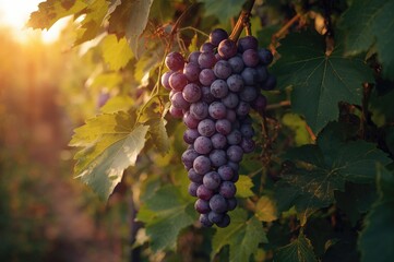 Fototapeta premium Cluster of grapes maturing on a vine with leafy background, harvest, season, outdoors, beverage, foliage, produce, greenery, agriculture