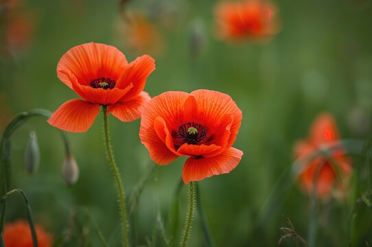 Close-up view of vibrant red poppy flowers in bloom with focused detail.