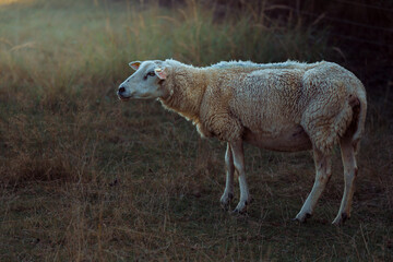 Sheep in landscape