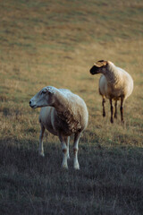 Sheep in landscape