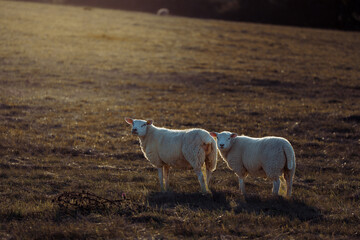 Sheep in landscape