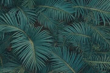 Fresh foliage of blue cycads chairsiana