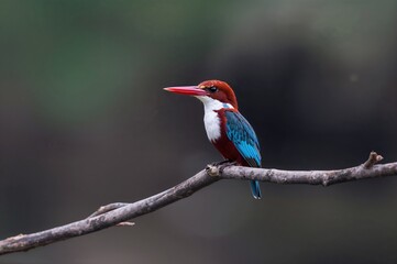 Colorful bird with white throat resting on a tree branch at eye height with a soft-focused natural background