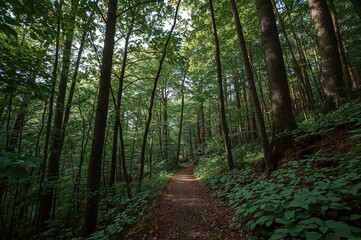 Fototapeta premium A slim path winding up to a woodland bridge