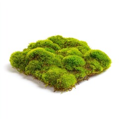 Square patch of vibrant green moss
