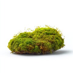Close-up of a patch of vibrant green moss
