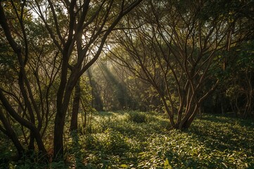 Obraz premium A photograph showcasing the stunning effect of sunlight streaming through dense greenery in a tropical setting.