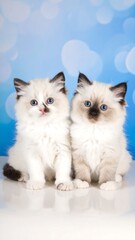 Two Ragdoll kittens,  sitting, light-colored fur, blue eyes