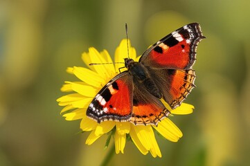 Obraz premium Close-up macro shot of a Red Admiral butterfly perched on a yellow Achillea filipendulina 'Gold Plate' bloom in summer