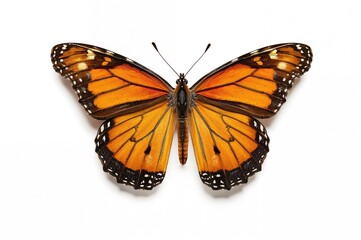 Fototapeta premium Isolated Monarch Butterfly with ample white space