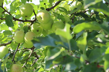 Close-Up of Green Apples on Tree Branch – Fresh Organic Fruit in Natural Light