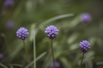 Wild Blue Woodruff captured during springtime bloom