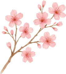 Watercolor illustration of a cherry blossom branch with delicate pink flowers and buds, elegant spring floral artwork perfect for nature, decor, and design.