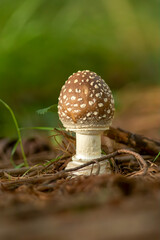 森に自生するイボテングタケ（毒キノコ）