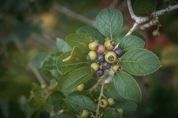 Ripening green and purple berries with leaves on a dwarf shadbush