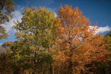Obraz premium North American Maple and Boxelder Species