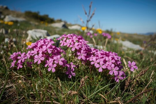 Creeping phlox, a flowering alpine plant also known as moss phlox or starry phlox
