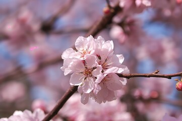 Obraz premium Springtime Almond Flowering Trees