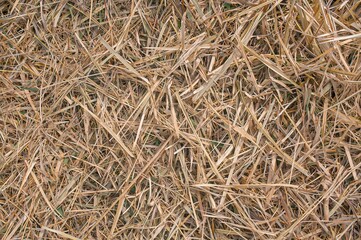 Concept of farming, environment, and water scarcity - texture of dry hay or grass