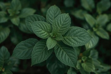 Green Leaf Ornamental Aglonema Plant