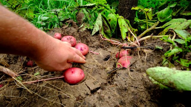 Hand held shot while checking exposed red tubers after running water from sprinkler wash away mounds of sandy soil while growing potatoes in pesticide free organic garden