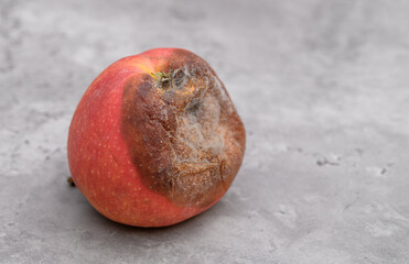 Isolated moldy apple, spoiled food, stale fruit Penicillium expansum