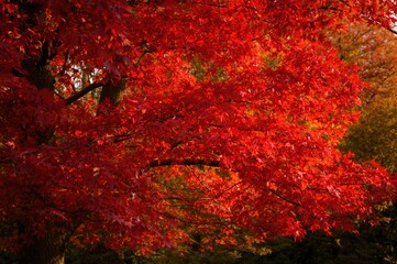 A striking tree with vivid red foliage