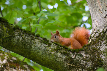 Cute red squirrel resting on a tree branch in natural light