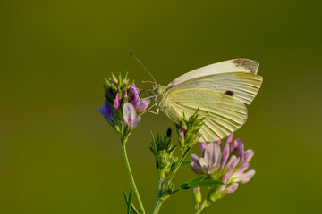 Close-up of a white butterfly perched on a blooming flower