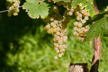 Sunlit bunch of white grapes ripening in vineyard on a bright morning