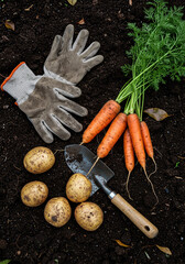 Freshly Harvested Carrots and Potatoes with Gardening Tools on Rich Soil