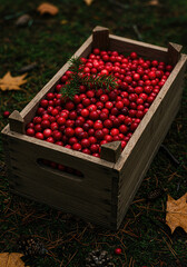 Wooden Crate of Red Berries on Mossy Forest Floor with Pinecones and Leaves – Rustic Autumn Harvest Scene