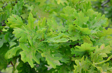 Oak Leaves Close-up A Study of Green Foliage