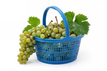 A plastic basket with blue handles filled with freshly picked grapes on a white background