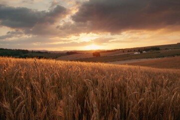Obraz premium A golden wheat landscape bathed in the glow of a vibrant sunset, with gentle clouds and rich colors
