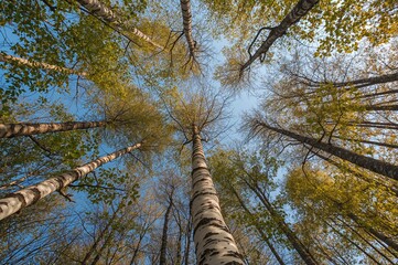 Fototapeta premium Looking upward at towering birch trees