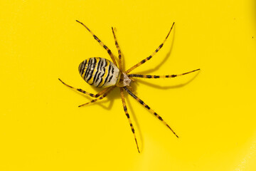 wespenspinne