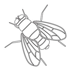 drosophila icon