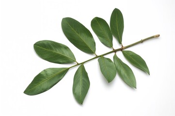 Obraz premium A professional photograph featuring assorted tree nuts