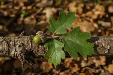 A fresh green acorn and leaves from a red oak resting on a fallen limb