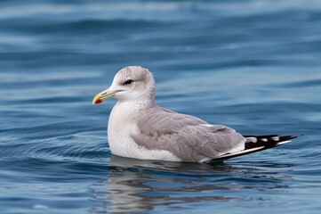 A delicate gull featuring a rounded head and slender beak.